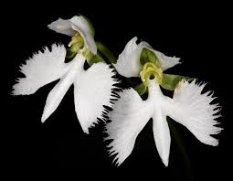 Image result for Bulbophyllum scaberulum