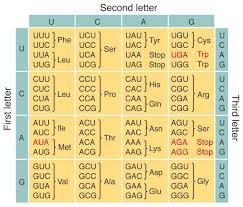 Differences Between The Vertebrate Mtdna Code And The