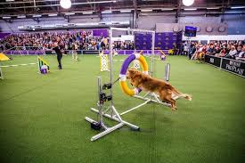 The 28th annual westminster dog of the year competition, organised by dogs trust and the kennel club, will take place in 2020. Kennel Club 2021 All Options To Westminster Dog Show 2021 Live Stream For Free In 4k Tv Schedule Techbondhu News