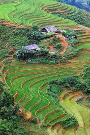 Pemandangan alam pedesaan indonesia terindah pernik dunia sumber : Campo De Cultivo En Vietnam Pemandangan Pemandangan Khayalan Kehidupan Pedesaan