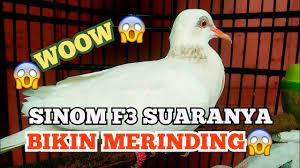 Suara Derkuku Tekukur Sinom F3 Youtube