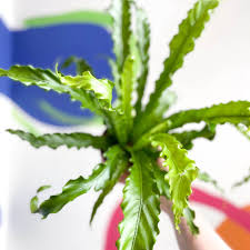 Image result for Asplenium angolense