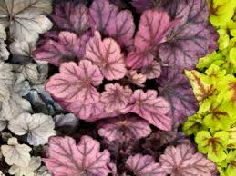 Purpurglöckchen (heuchera) | erfahren sie alles über die pflege dieser farbenfrohen staude: Purpurglockchen Klimafitter Farbenkunstler Gartenakademie