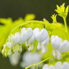 Spring Hill Nurseries White Gold Bleeding Heart Dicentra Live Bareroot Perennial Plant White Flowers 1 Pack 60830 The Home Depot Spring Hill Nursery Bleeding Heart Spring Hill