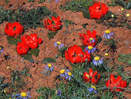 Image result for Daubenya