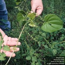 Image result for Dioscorea alata