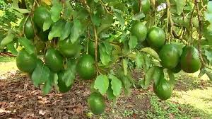 Dari wikipedia bahasa indonesia, ensiklopedia bebas. Berkebun Catatan Saya