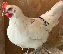 Black Australorp Egg Color Austra White Best Egg Laying Chickens Chickens Backyard Egg Laying Chickens