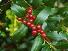 A dense growing, upright holly with dark, glossy foliage and large, bright red berries that persist into winter. Christmas Jewel Holly In December Ramblin Through Dave S Garden