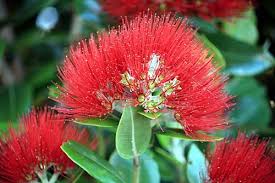 Maybe you would like to learn more about one of these? New Zealand Flora Photos Information