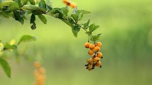 These orange fruit tree are customizable and available in all plant varieties. Hd Wallpaper Selective Focus Photo Of Small Round Orange Fruit Nature Leaf Wallpaper Flare