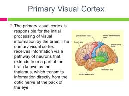 It is located between the secondary and tertiary auditory cortexes, in the temporal lobe of the brain. Psych11 Bloa Localisation Of Brain Function Exterior Structure