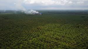Pdf | the oil palm in malaysia has seen significant progress. Establishing Drone Shot Of Huge Stock Footage Video 100 Royalty Free 29399857 Shutterstock