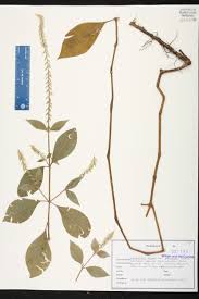 Image result for Achyranthes aspera