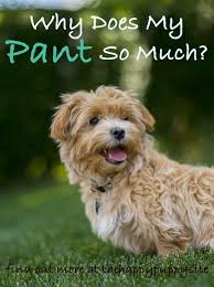 Why Do Dogs Pant A Complete Guide To Dog Panting Dogs Dog Training Do Dogs Smile