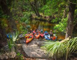 Image result for Alafia caudata