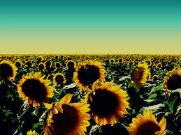 Check spelling or type a new query. Sunflower Wallpaper With Quotes Quotesgram