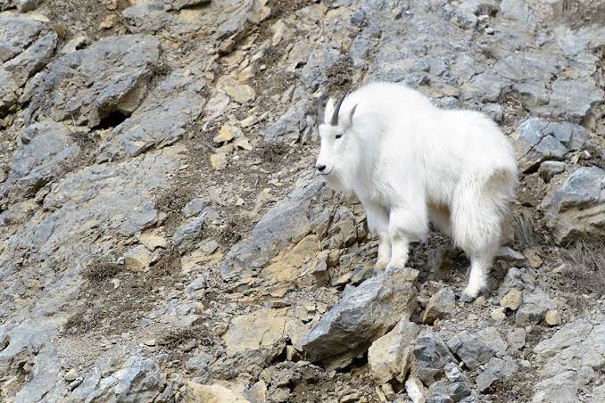 Mountain Goat Hunting: Where to Do It, and How to Get It Done - Wide Open Spaces