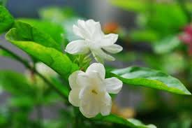 Beautiful Jasmine Flowers Wallpapers Hd Pictures Fragrant Plant Jasmine Plant Jasmine Flower