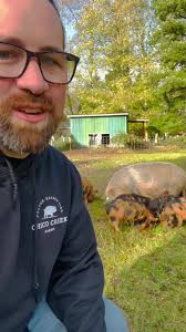 Washington Kunekune Pigs