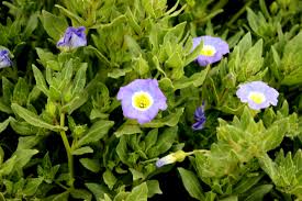 Image result for Alinula paradoxa