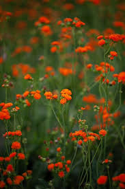 Image result for Emilia juncea