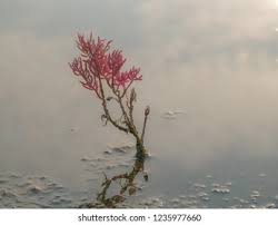 Image result for Suaeda articulata