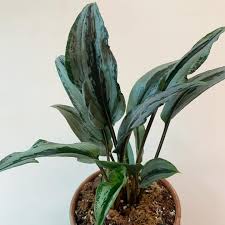 Image result for Drimia hockii