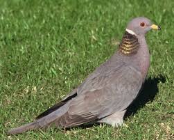 Band Tailed Pigeon With Images Band Tailed Pigeon Birds Pigeon