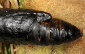 Image result for Autographa excelsa