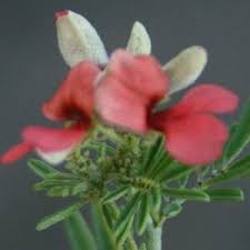Image result for Indigofera hedyantha