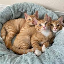 Whatever the case, if you're interested in something, be sure to contact the seller to inquire further. Kitten Adoption San Diego Adopt A Kitten Helen Woodward Animal Center