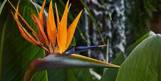 Image result for Strelitzia