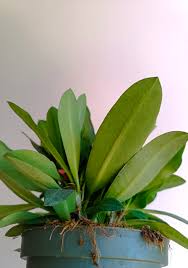 Image result for Euphorbia eylesii