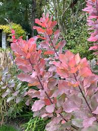 Image result for Cogniauxia