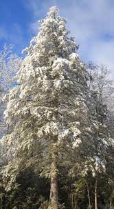Trees Pictures Photos Images Of Tree Types Treepicturesonline Landscape Trees Tree Flowering Trees