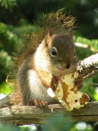 Red Squirrel Eating A Mushroom New Brunswick Canada Red Squirrel Squirrel Animals