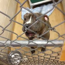 Tri County Humane Society Saint Cloud Mn