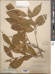 Image result for Leptaulus