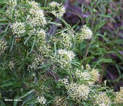 Image result for Nuxia oppositifolia