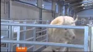 Louise lear had the internet abuzz last night after she descended into uncontrollable giggles while trying to present louise lear could not stop laughing during her segment on bbc news last night. When Live Tv Cracks Up Louise Lear And The Curse Of Corpsing