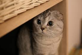 Scottish Fold Kedilerin Yuz Ifadesinin Nedeni Hastalik Guncel Yasam Haberleri