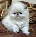 Himalayan Kittens For Sale - Doll Face Persian ...