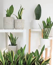 The Sill On Instagram Not Sure How It S Sunday Already But We Love A Good Sansevieria Family Portrait Photo By Leafandlolo