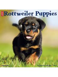 Wake is off ella x booya and has all her daddy's features in a female version. Willow Creek Calendar Rottweiler Puppies Office Depot