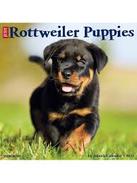 Please contact the breeders below to find rottweiler puppies for sale in oregon Willow Creek Calendar Rottweiler Puppies Office Depot