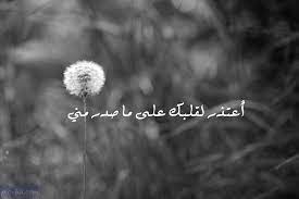 صور أسف واعتذار عبارات أسف واعتذار مكتوبة علي صور plants dandelion flowers