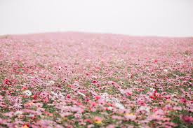 Closeup of red poppy flower in field at sunset, steadicam shot. Cosmos Flower Field Background With Film Vintage Style Stock Photo Adobe Stock
