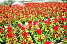 Kết quả hình ảnh cho xem ảnh hoa anh túc