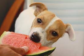 Keep in mind that feeding your dogs watermelon (or any type of veggie, fruit, or even dog treats) comes with risks. Can Dogs Eat Watermelon Seeds Or The Rind Dog Carion